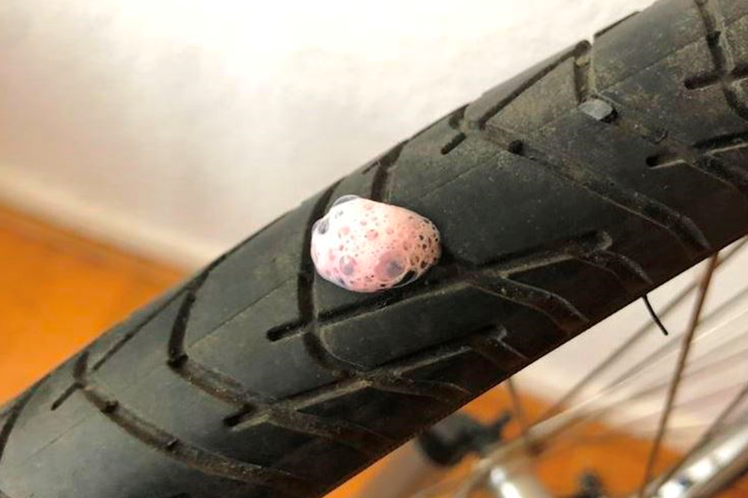 Ein Fahrradreifen mit einem daumenbreiten Riss, aus dem einiges an Pannenschutzflüssigkeit ausgetreten ist. 